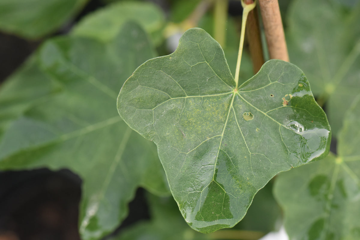 Acer platanoides ‘Tharandt’  (Round Leaf Norway Maple)