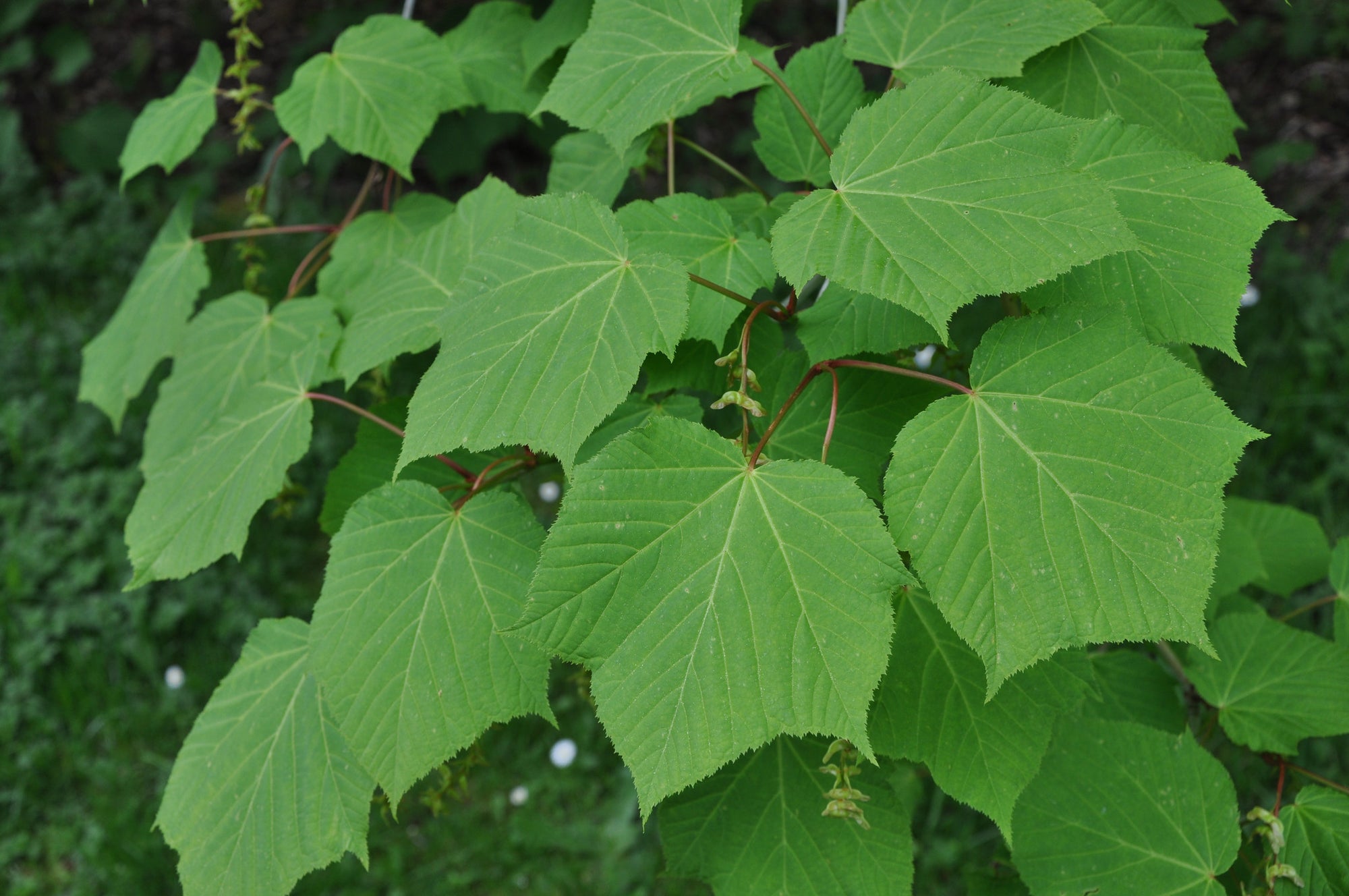 Acer tegmentosum (Manchurian Striped Maple)