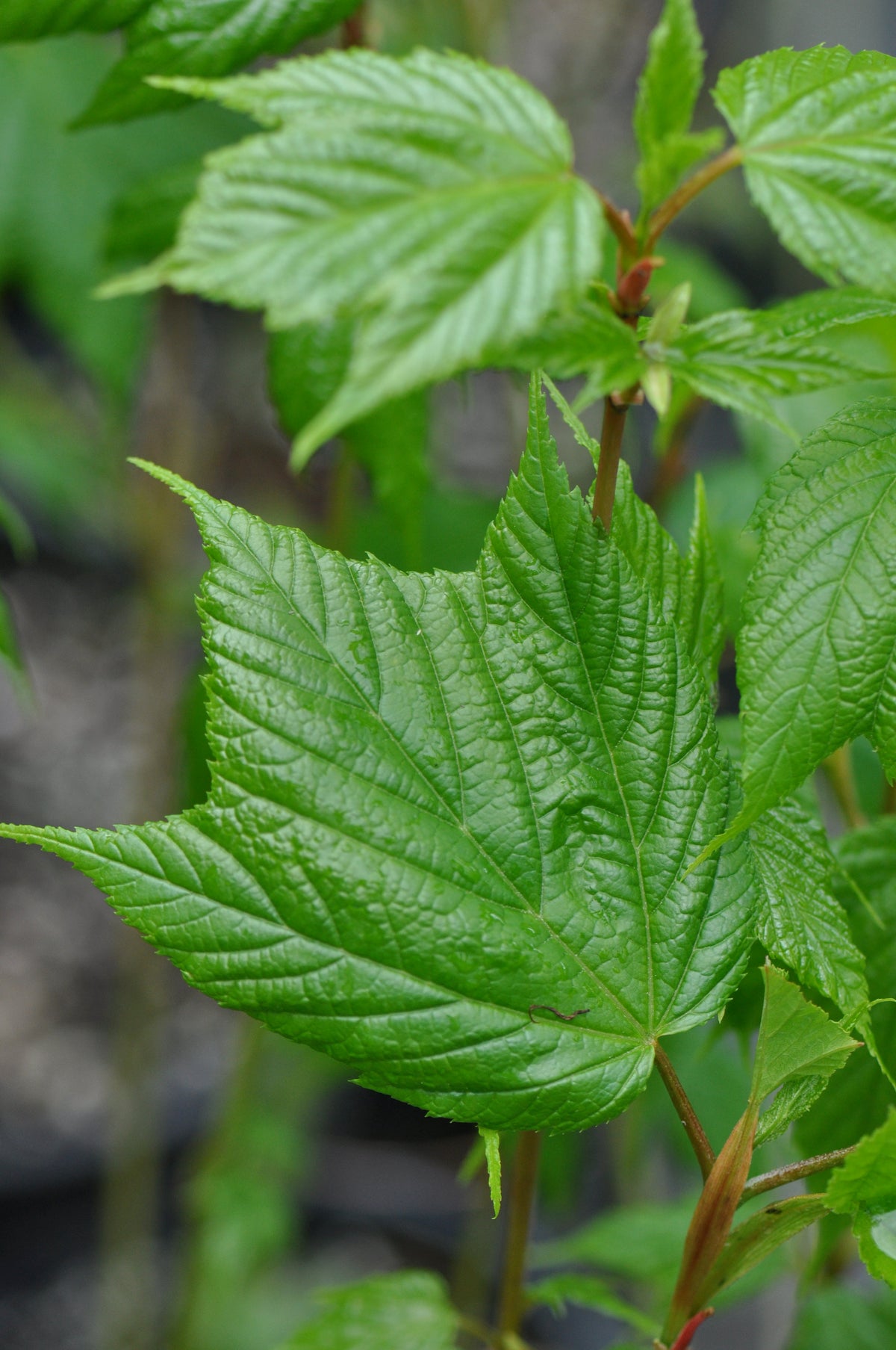Acer tegmentosum (Manchurian Striped Maple)