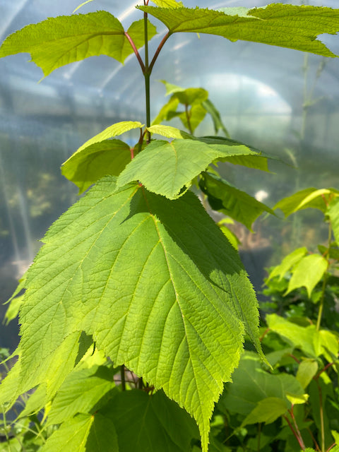 Acer tegmentosum (Manchurian Striped Maple)