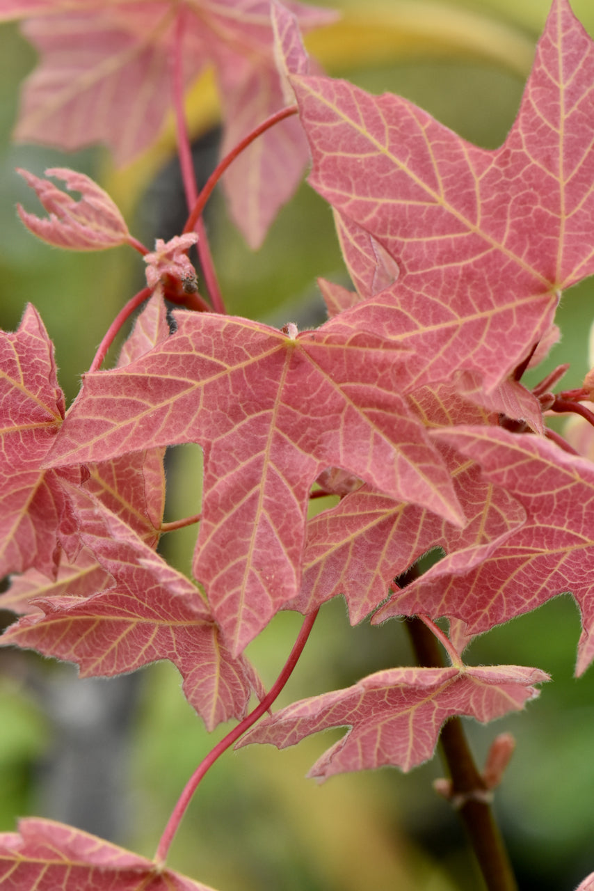 Acer macrophyllum &#39;Mocha Rose&#39; (Mocha Rose Big Leaf Maple)