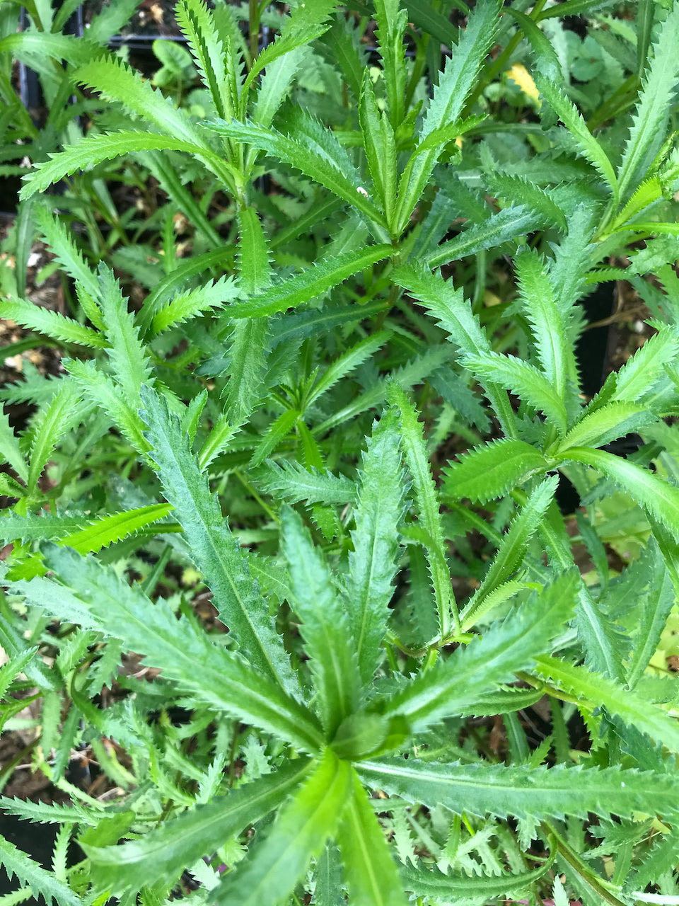 Achillea siberica ssp. camtschatica &#39;Love Parade&#39;   (Siberian Yarrow)