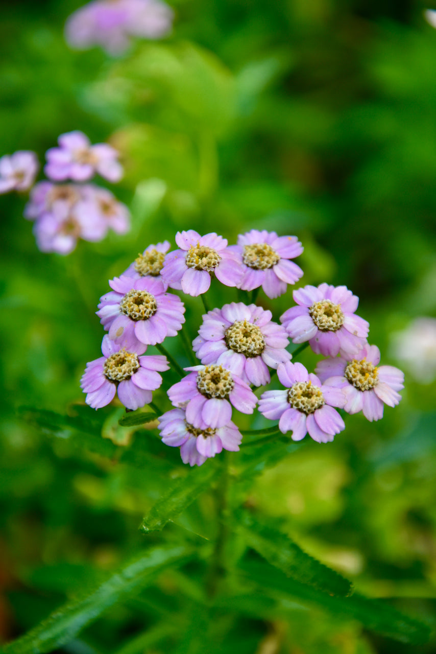 Achillea siberica ssp. camtschatica 'Love Parade'   (Siberian Yarrow)