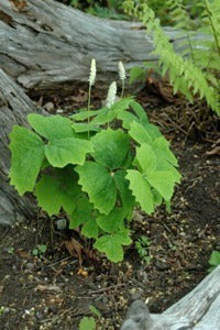Achlys triphylla   (Vanilla Leaf)