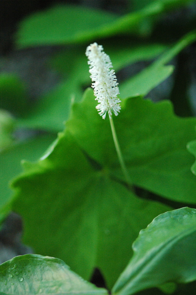 Achlys triphylla   (Vanilla Leaf)