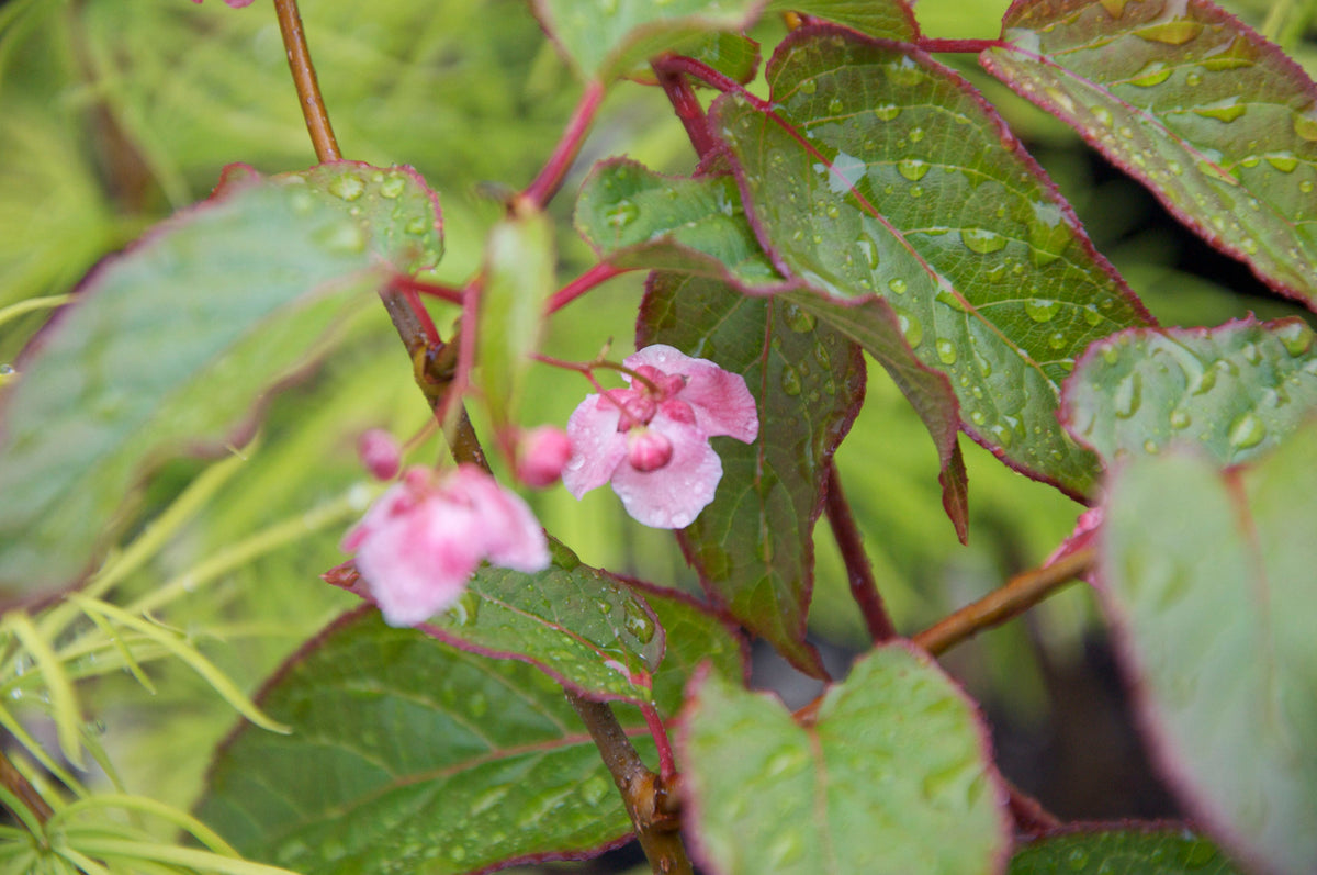 Actinidia tetramera var. maloides (Variegated Kiwi Vine) Keeping It Green Nursery