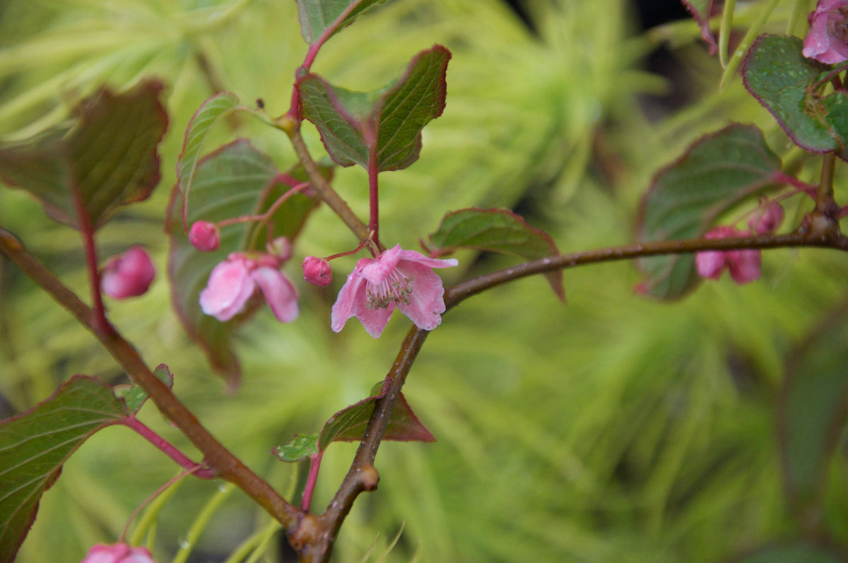 Actinidia tetramera var. maloides (Variegated Kiwi Vine) Keeping It Green Nursery