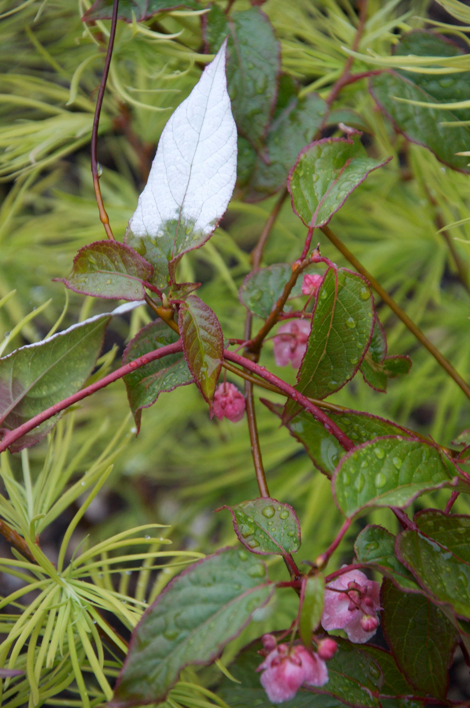 Actinidia tetramera var. maloides (Variegated Kiwi Vine) Keeping It Green Nursery