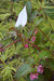 Actinidia tetramera var. maloides Male (Variegated Kiwi Vine)
