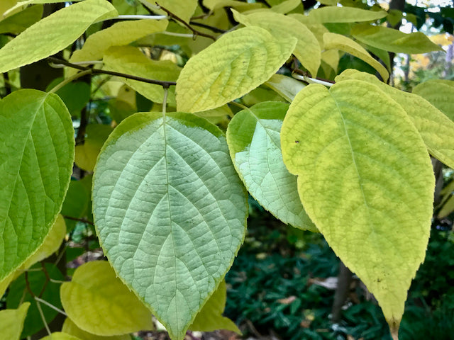 Actinidia polygama (Silver Vine) Keeping It Green Nursery