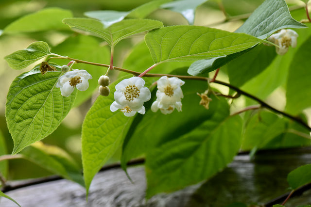 Actinidia polygama (Silver Vine) Keeping It Green Nursery
