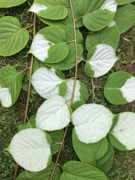 Actinidia polygama (Silver Vine) Keeping It Green Nursery