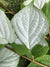 Actinidia polygama (Silver Vine) Keeping It Green Nursery