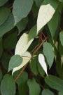 Actinidia tetramera var. maloides (Variegated Kiwi Vine) Keeping It Green Nursery