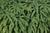 Adiantum aleuticum  (Aleutian Maidenhair)