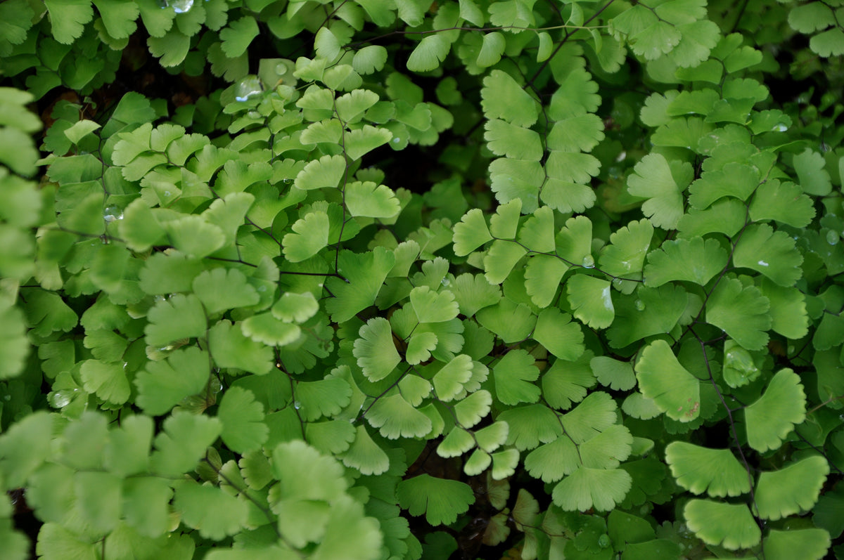 Adiantum x tracyi (Tracy&#39;s Hybrid Maidenhair Fern)