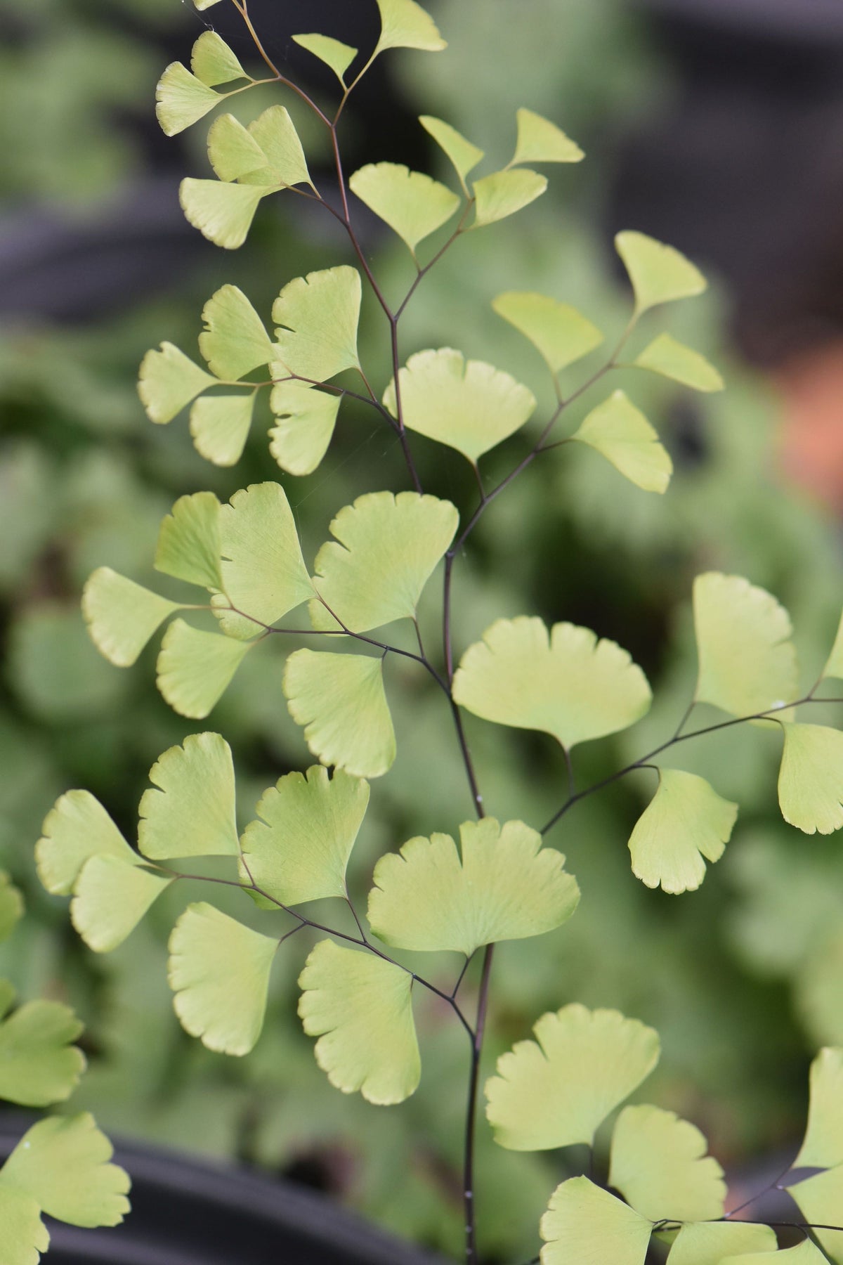 Adiantum shastense (Maidenhair Fern)