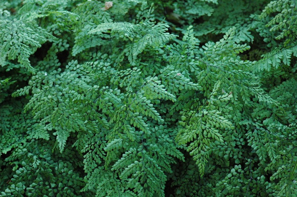 Adiantum venustum (Evergreen Himalayan Maidenhair)