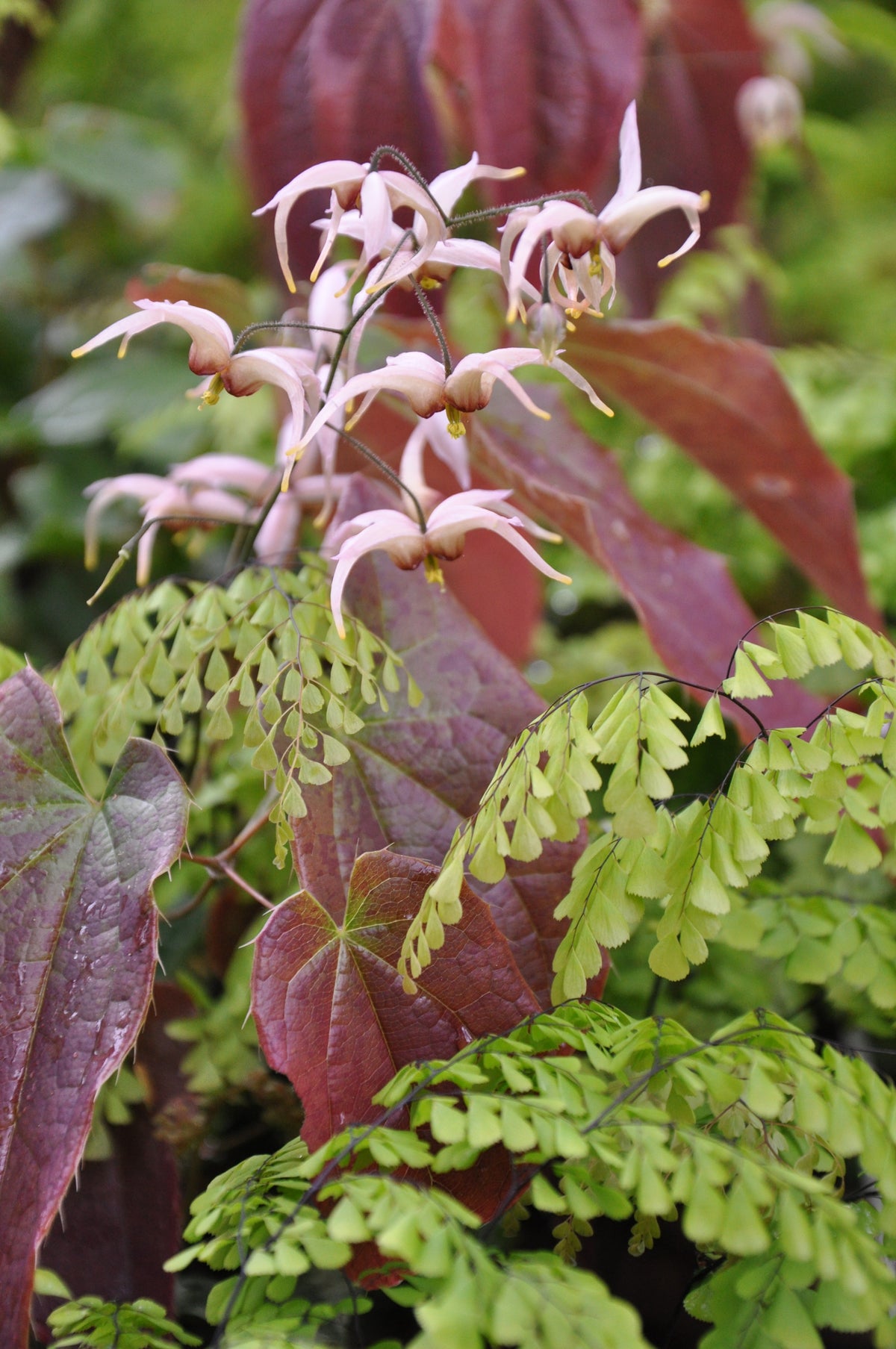 Adiantum venustum (Evergreen Himalayan Maidenhair)