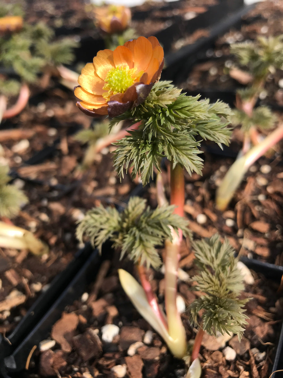 Adonis amurensis &#39;Beni Nadeshiko&#39; (Amur Adonis, Pheasant&#39;s Eye)