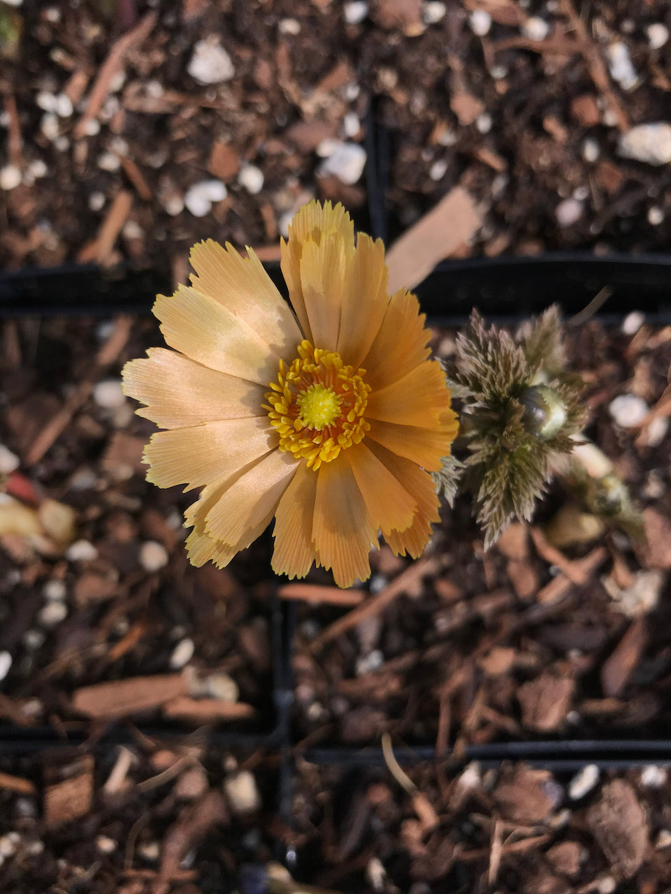 Adonis amurensis &#39;Beni Nadeshiko&#39; (Amur Adonis, Pheasant&#39;s Eye)
