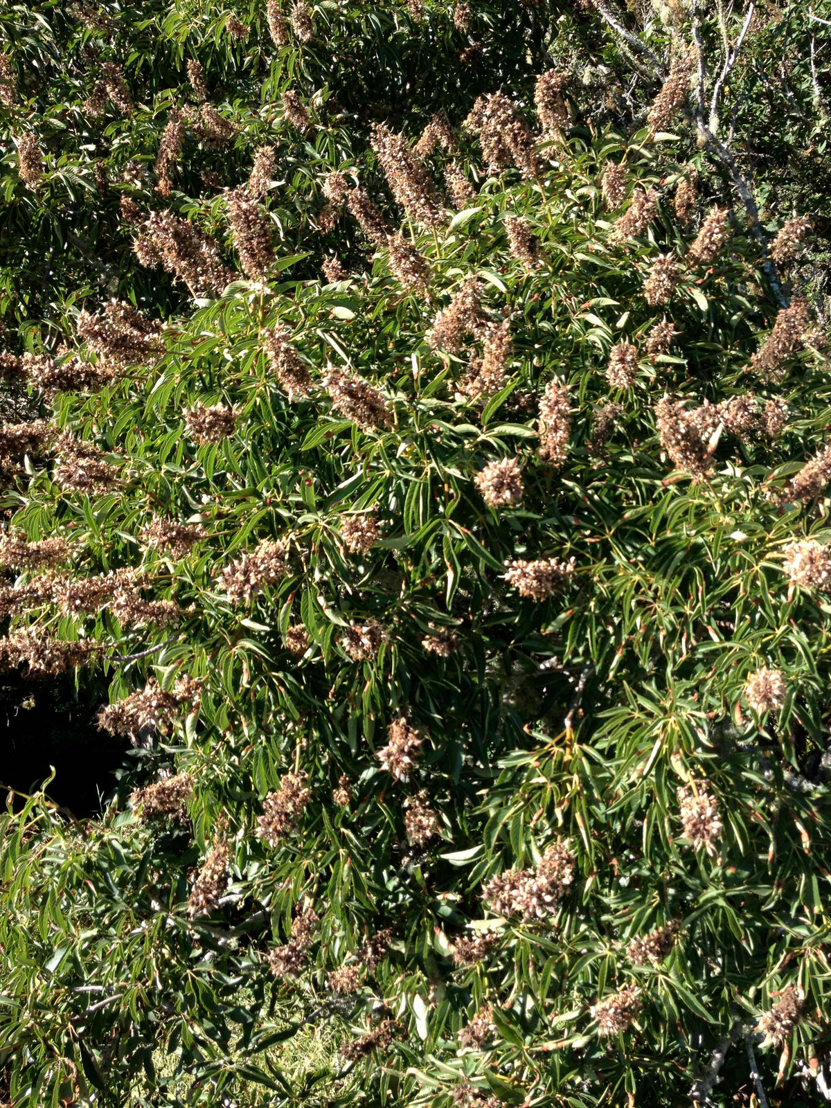 Aesculus californica (California Buckeye)