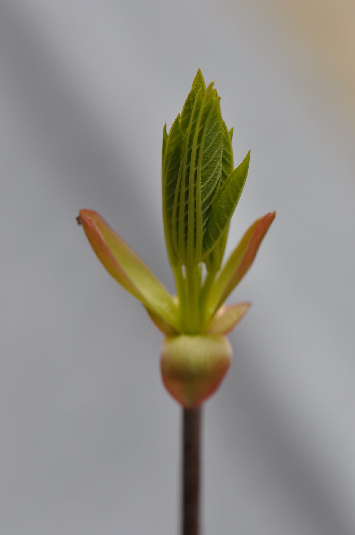 Aesculus californica (California Buckeye)