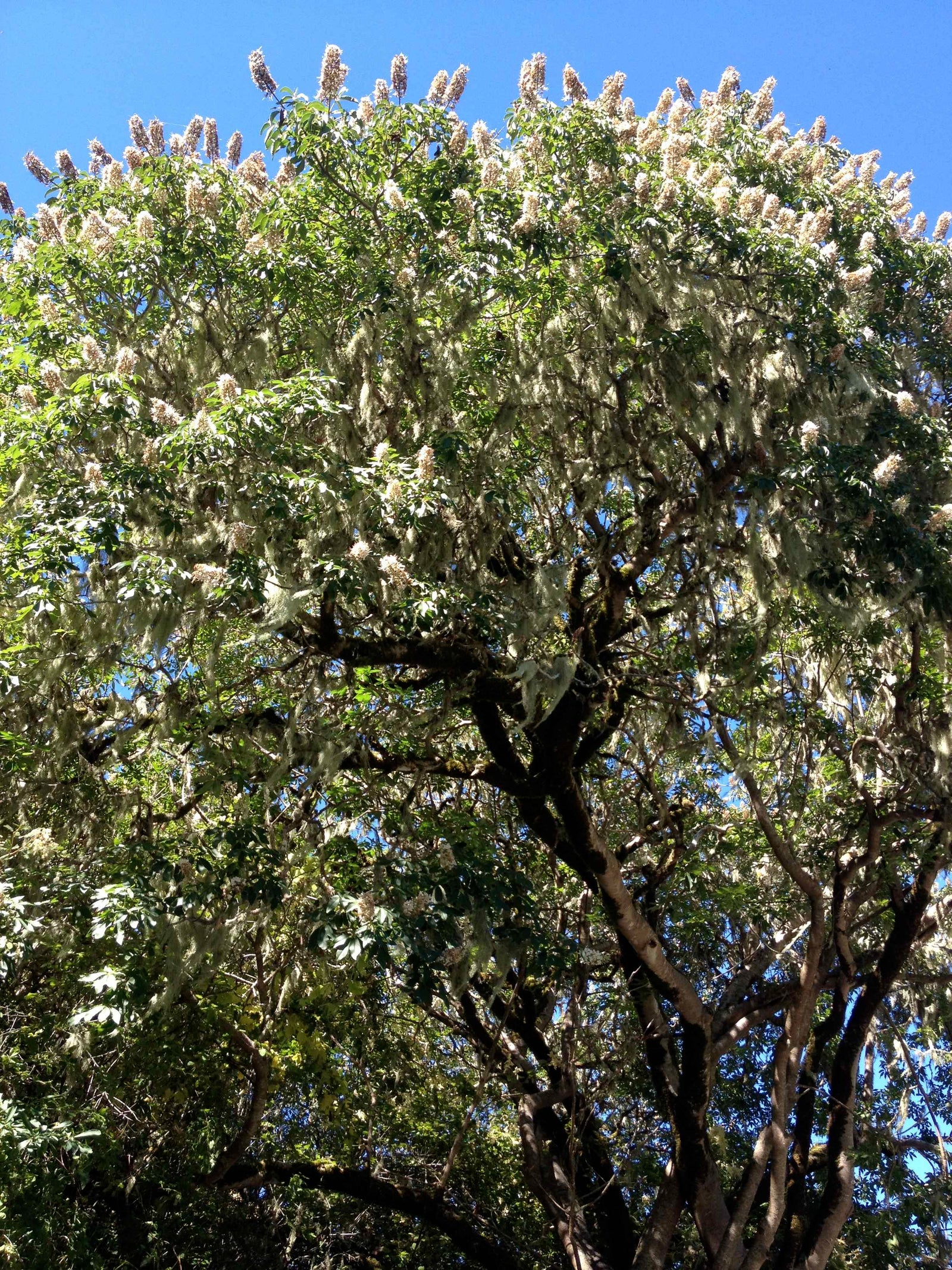 Aesculus californica (California Buckeye)