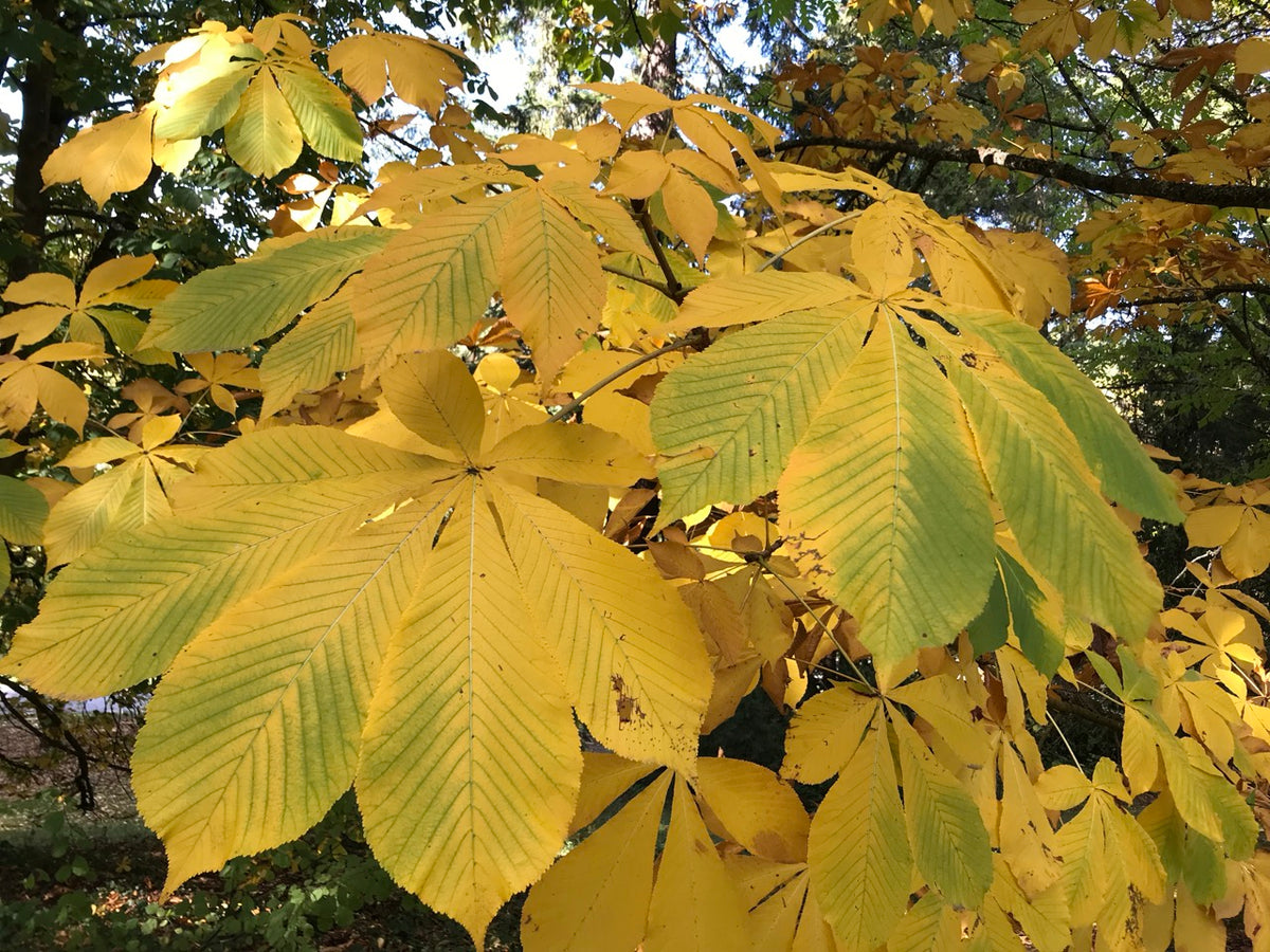 Aesculus chinensis (Chinese Horse Chestnut)
