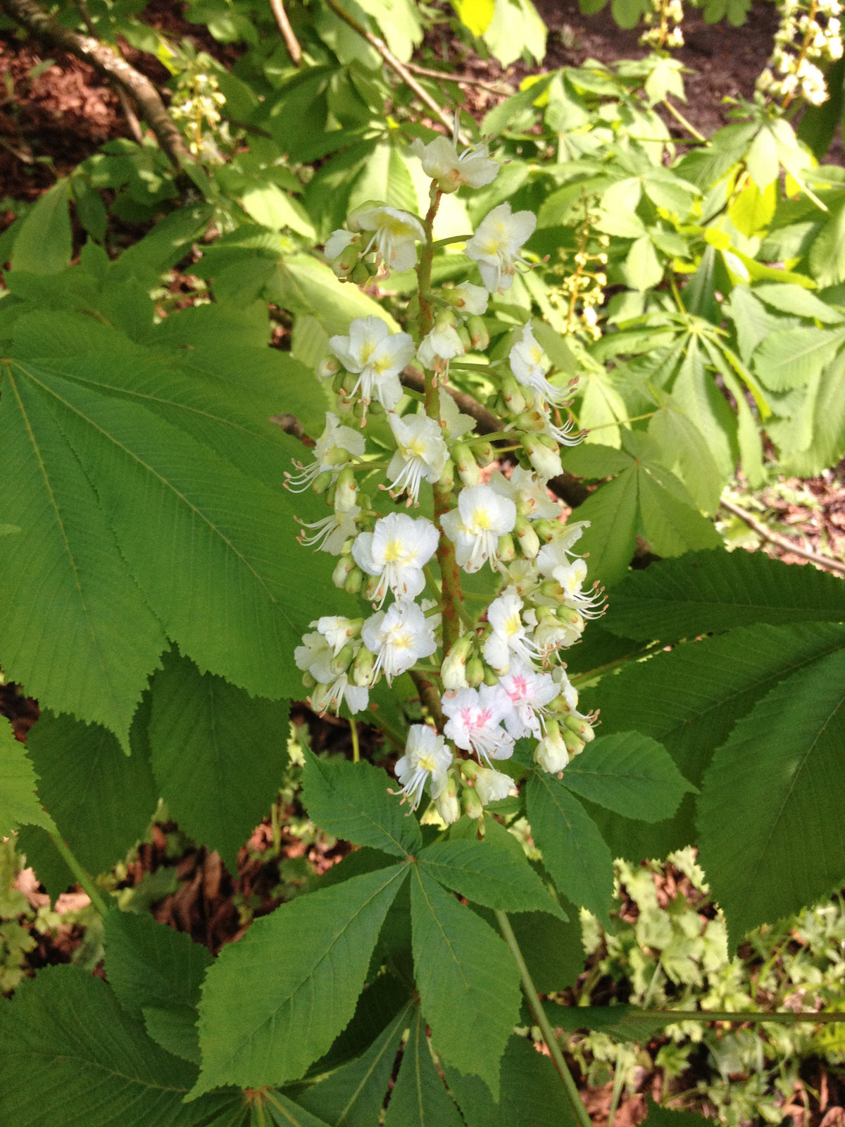 Aesculus chinensis (Chinese Horse Chestnut)