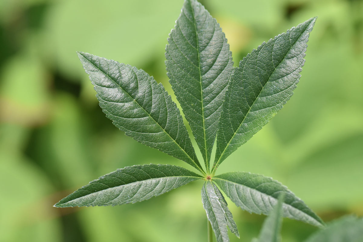Aesculus glabra (Buckeye)