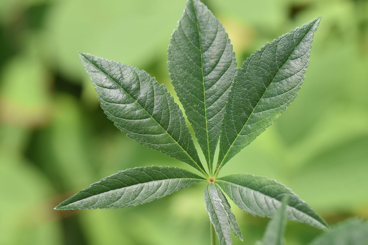 Aesculus glabra 'LavaBurst' (Buckeye)