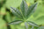 Aesculus glabra 'LavaBurst' (Buckeye)