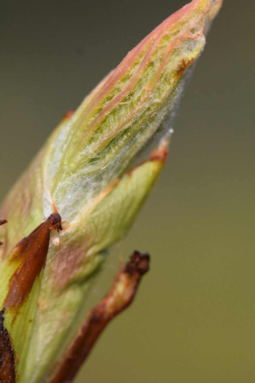 Aesculus hippocastanum &#39;Digitata&#39;  (Horsechestnut)