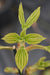 Aesculus hippocastanum 'Digitata'  (Horsechestnut)