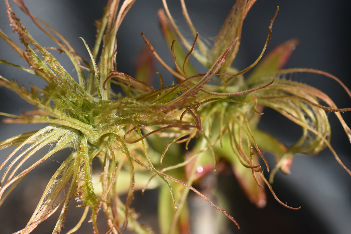 Aesculus hippocastanum &#39;Laciniata&#39;  (Horsechestnut)
