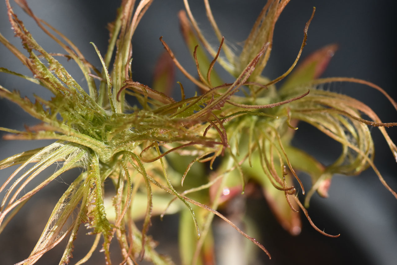 Aesculus hippocastanum 'Laciniata'  (Horsechestnut)