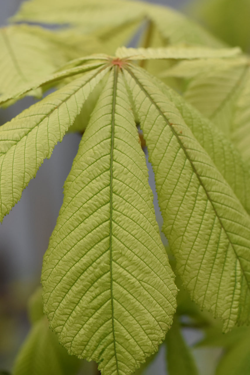 Aesculus hippocastanum 'Memmingeri'  (Horsechestnut)