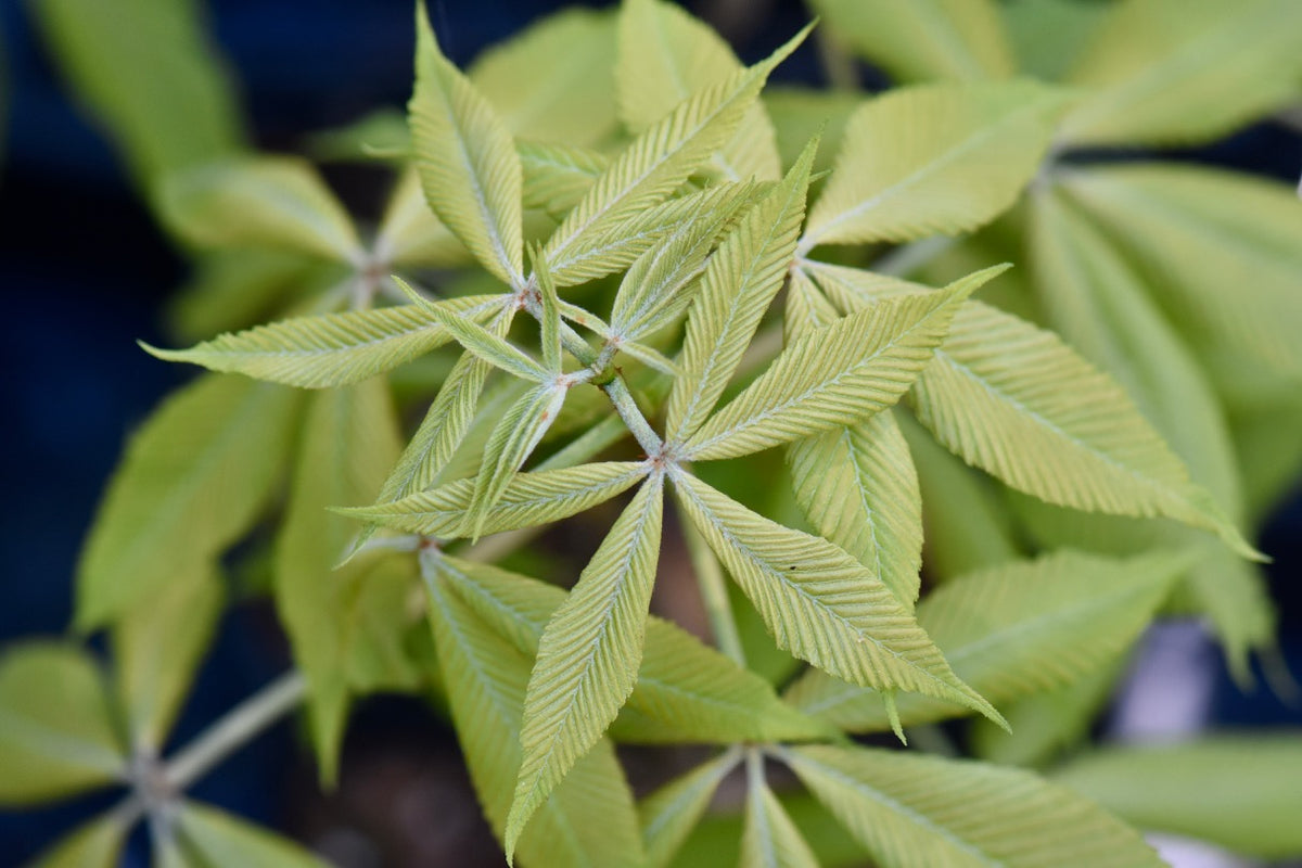 Aesculus x neglecta &#39;Erythroblastos&#39;  (Sunrise Horsechestnut)