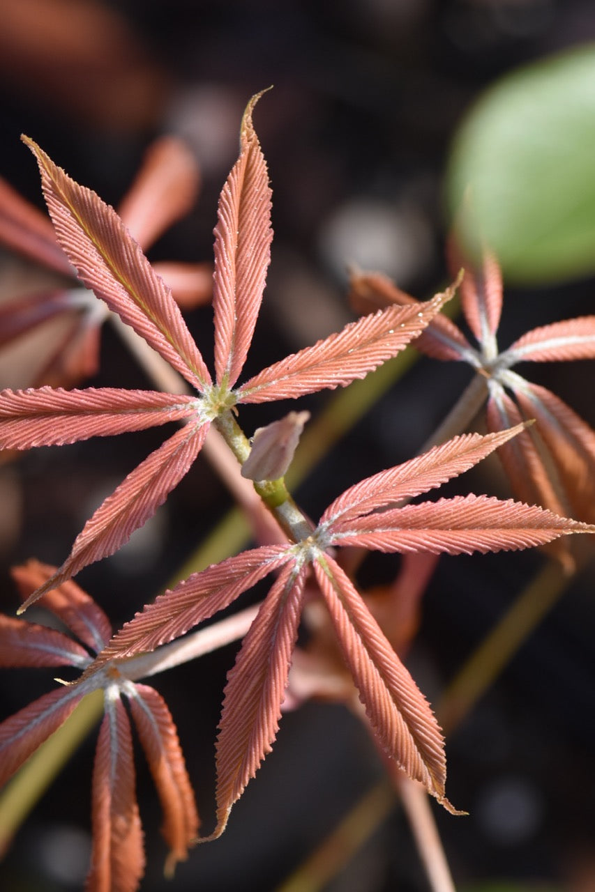 Aesculus x neglecta 'Erythroblastos'  (Sunrise Horsechestnut)