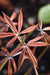 Aesculus x neglecta 'Erythroblastos'  (Sunrise Horsechestnut)
