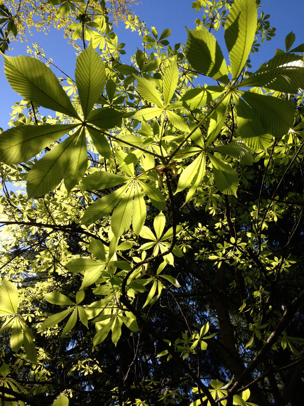 Aesculus chinensis (Chinese Horse Chestnut)