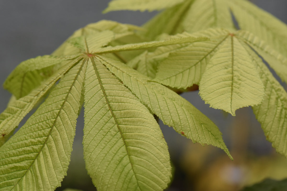 Aesculus hippocastanum &#39;Memmingeri&#39;  (Horsechestnut)