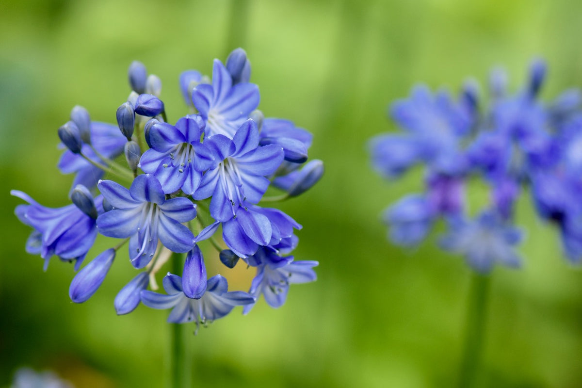 light blue lily flower Agapanthus 'Galaxy Blue' (Lily of the Nile)