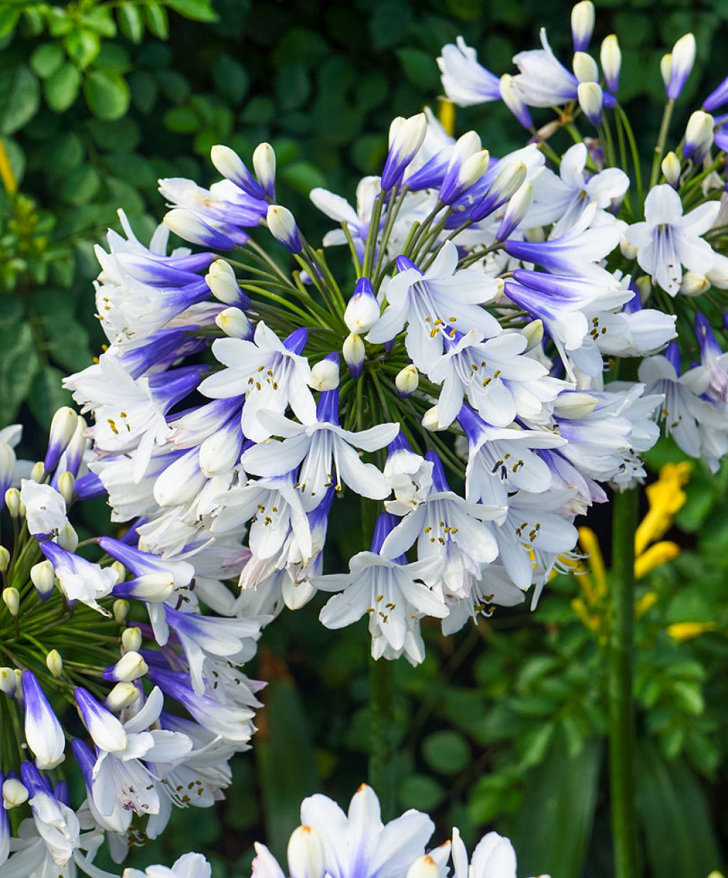 Agapanthus 'Twister' (Bicolored Lily of the Nile)
