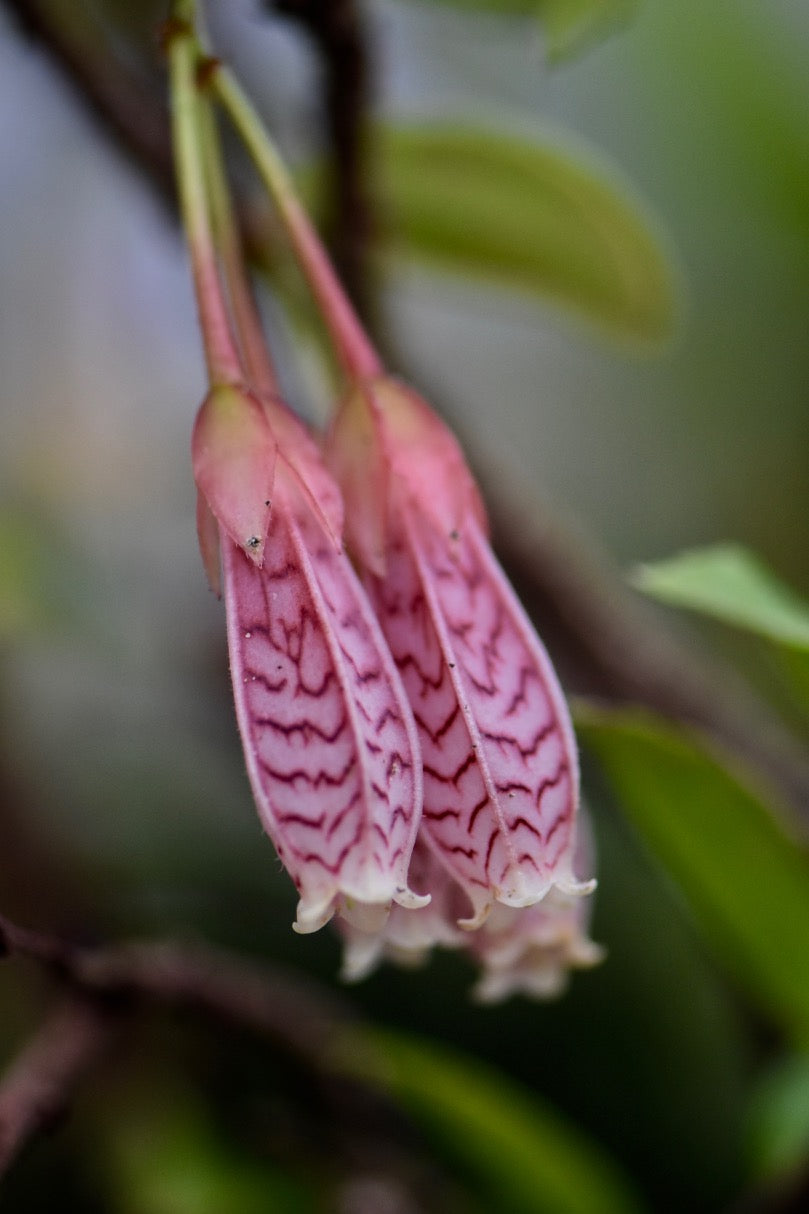 Agapetes &#39;Ludgvan Cross&#39;  (Ludgvan Cross Agapetes)