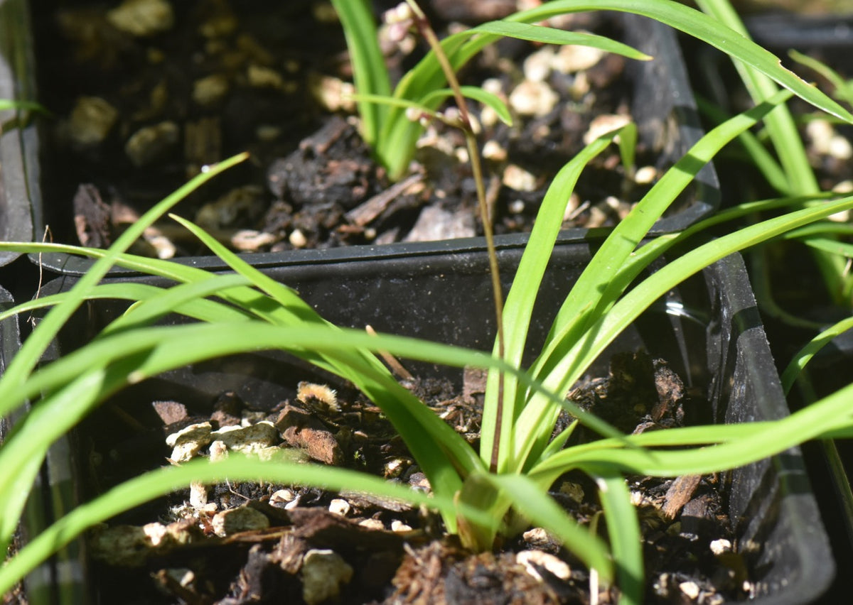 Alectrurus yedoensis var. platypetala syn. Comospermum