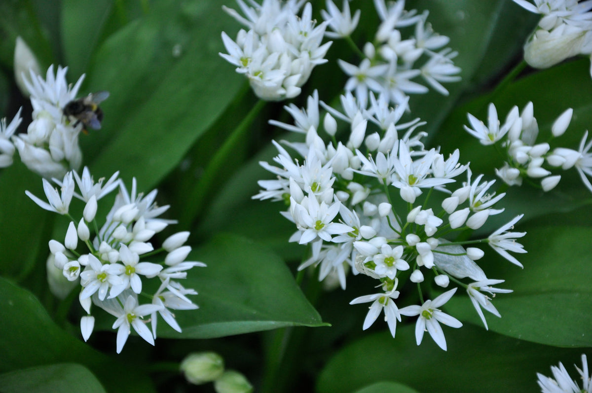 Allium ursinum  (Wild Garlic)