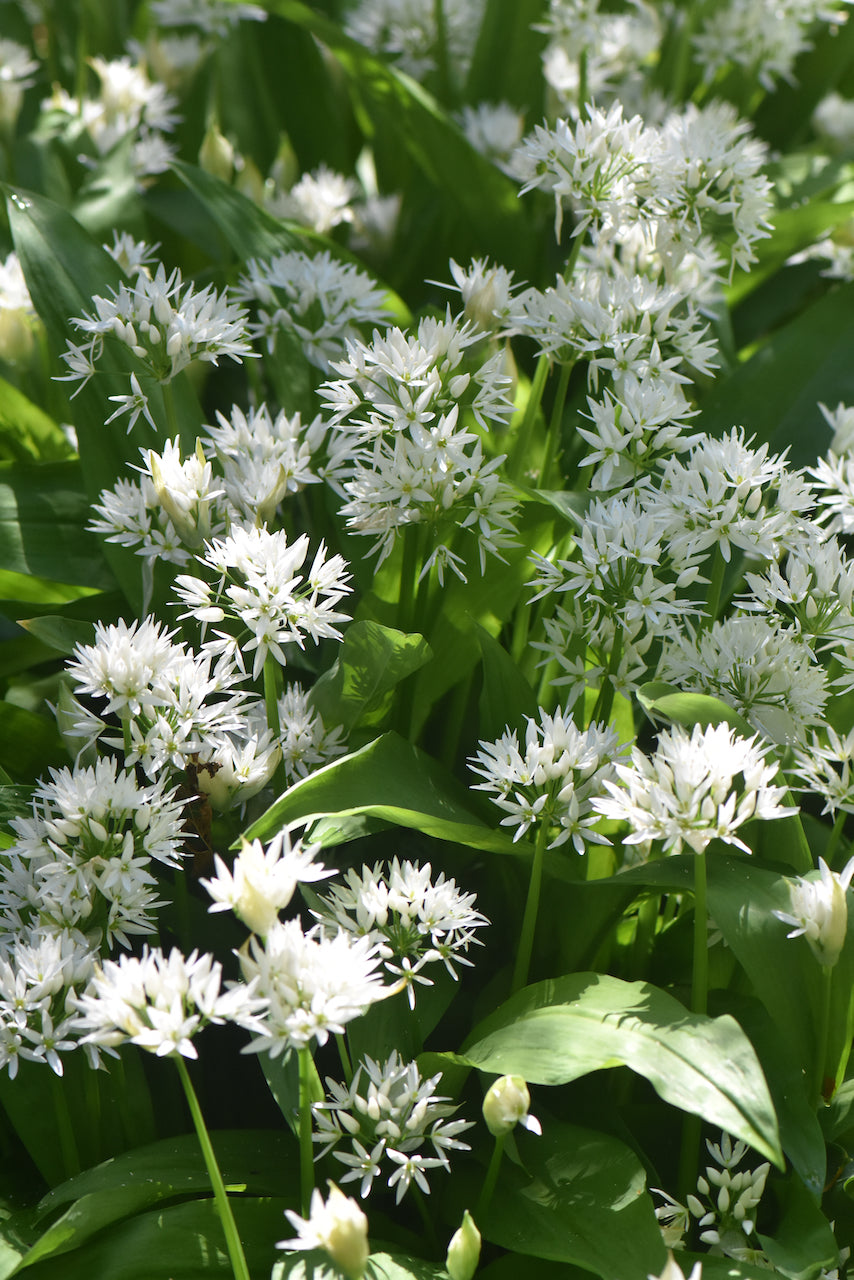 Allium ursinum  (Wild Garlic)