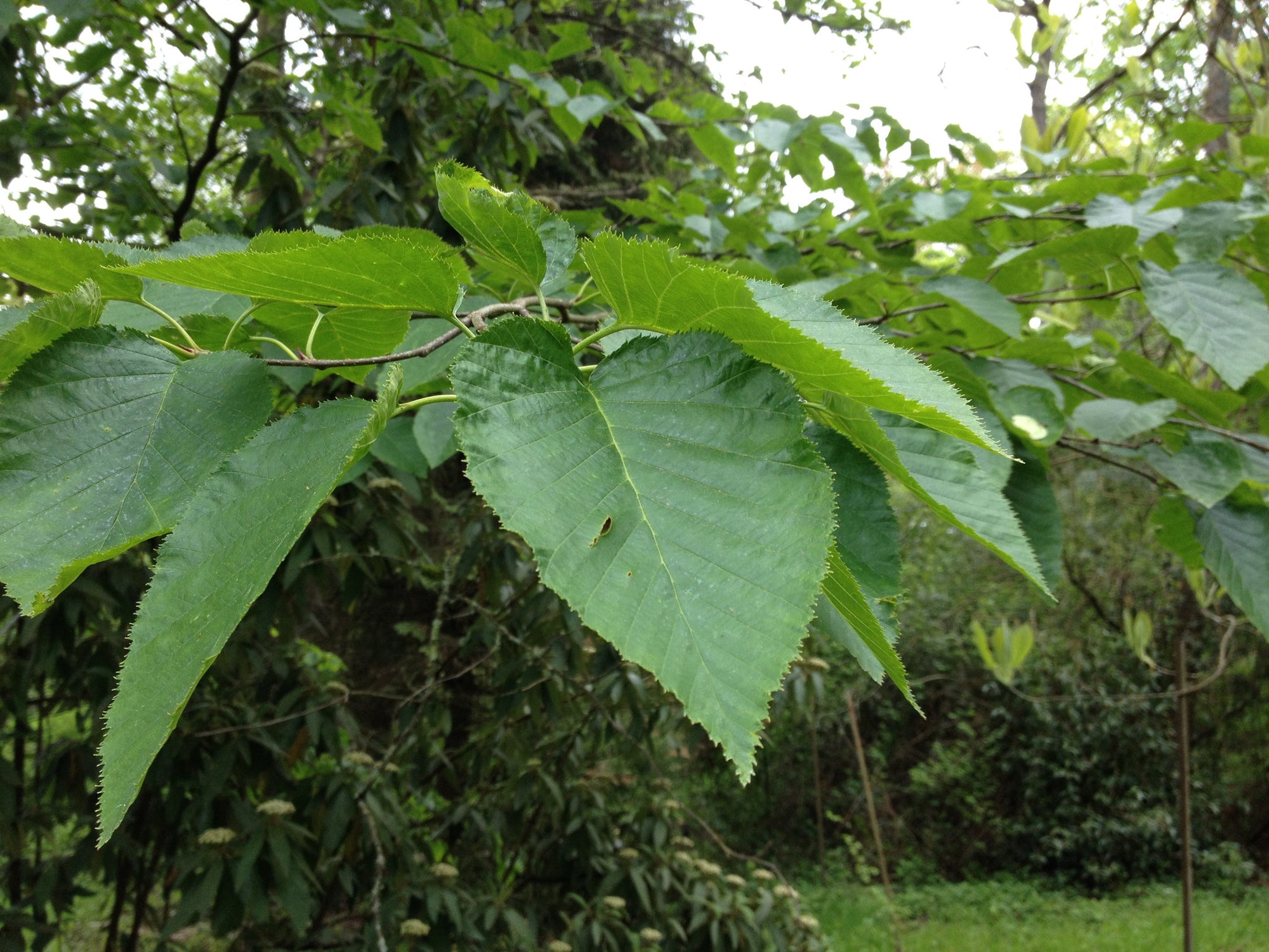 Alnus maximowiczii (Montane Alder)